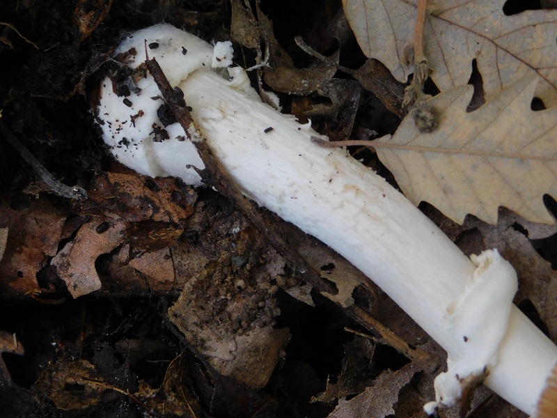 14 Fotogr.il 18.12.2021 sotto Leccio